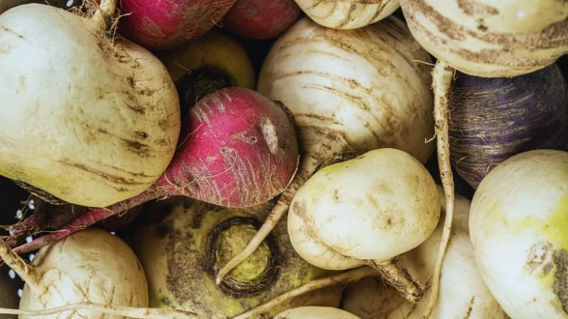 वजन घटेगा, थम जाएगी बढ़ती उम्र, सर्दियों में सुपरफूड है शलजम, बस जान लें कैसे करें सेवन