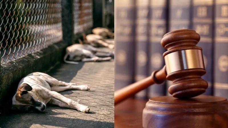 चुनावी वादा पूरा करने के लिए कुत्तों पर क्रूरता… 500 स्ट्रे डॉग्स की हत्या, आखिर कौन है मासूम जानवरों का हत्यारा?