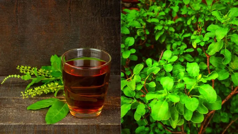 त्वचा के लिए किसी ब्यूटी पार्लर से कम नहीं तुलसी, अगर इस तरह करेंगे इस्तेमाल, मुहांसों की होगी छुट्टी और दाग-धब्बे होंगे दूर