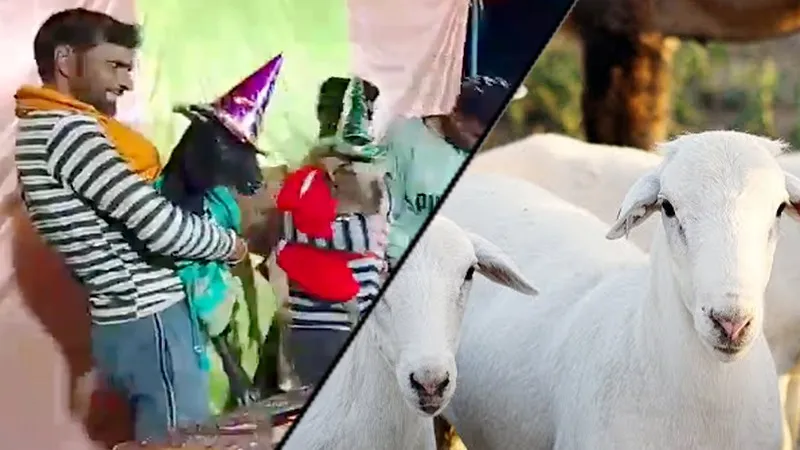 गजब हो गया... UP के हरदोई में बकरियों का भव्य बर्थडे सेलिब्रेशन, गांव भर ने खाई दावत, डीजे पर देर रात तक झूमे लोग