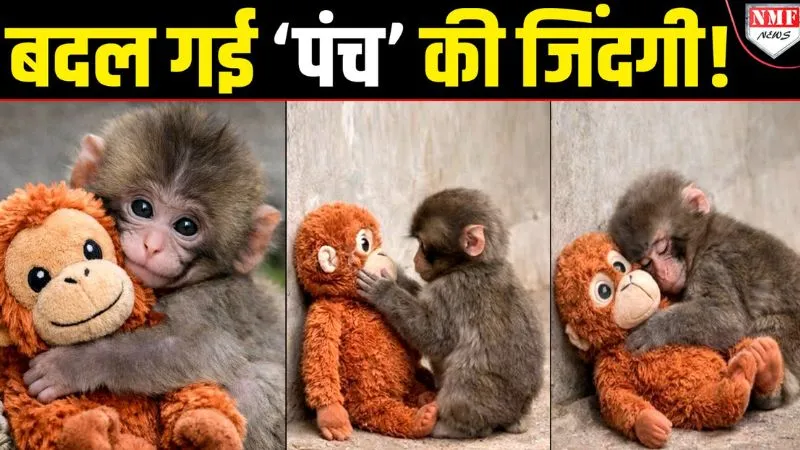 मां ने ठुकराया तो खिलौने को अपनाया… जिस ‘पंच’ के दर्द पर रोई पूरी दुनिया, अब बदल गई उस बंदर की जिंदगी