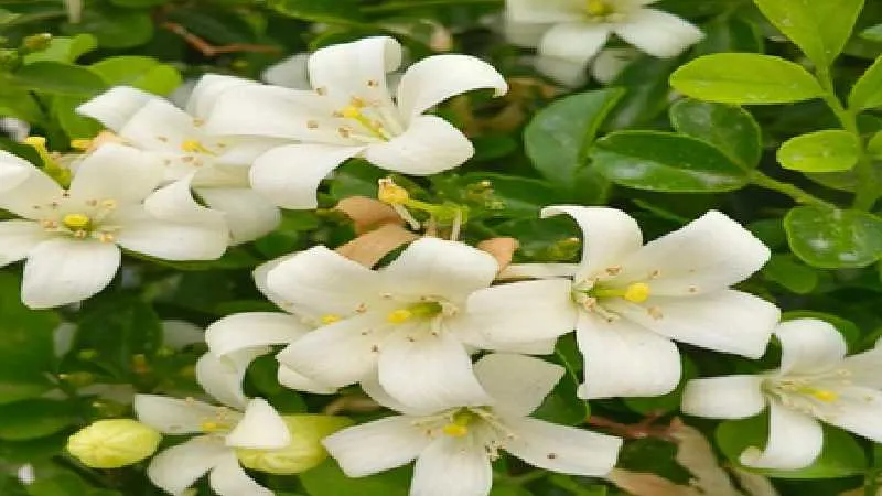 गर्मियों में महकता मधुकामिनी: औषधीय गुणों से भरपूर, घर के लिए परफेक्ट पौधा