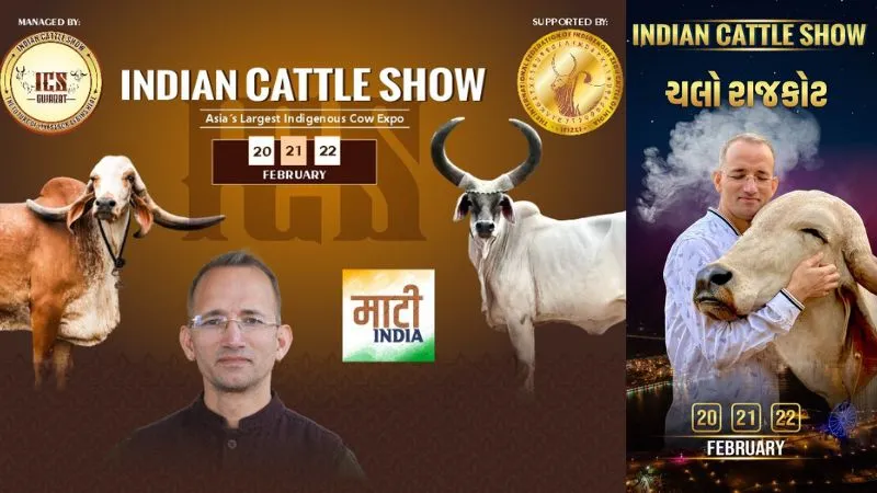 देसी नस्ल की गायों का गुजरात में लगेगा सबसे बड़ा मेला, राजकोट में होने जा रहा 'इंडियन कैटल शो', जानें क्यों हो रही हर तरफ चर्चा