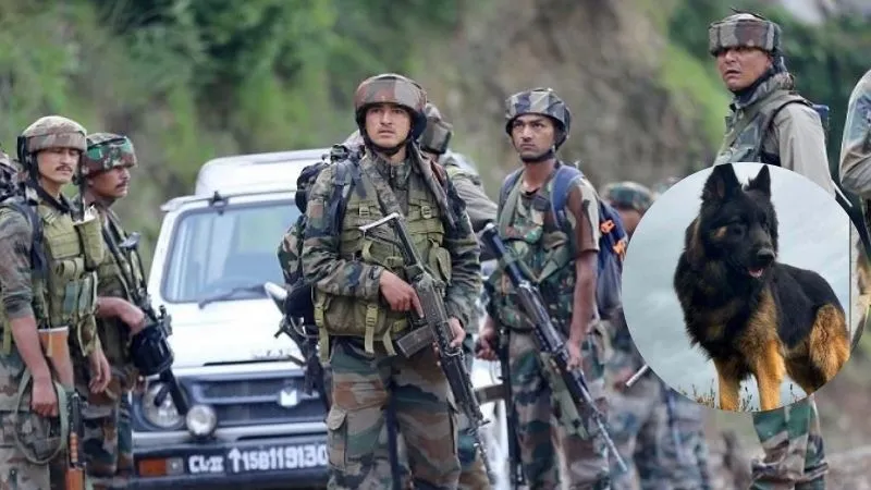 गोली खाई लेकिन नहीं रूके कदम… कौन है सेना का अंगरक्षक ‘टाइसन’ जो किश्तवाड़ में पाकिस्तानी आतंकियों से भिड़ा