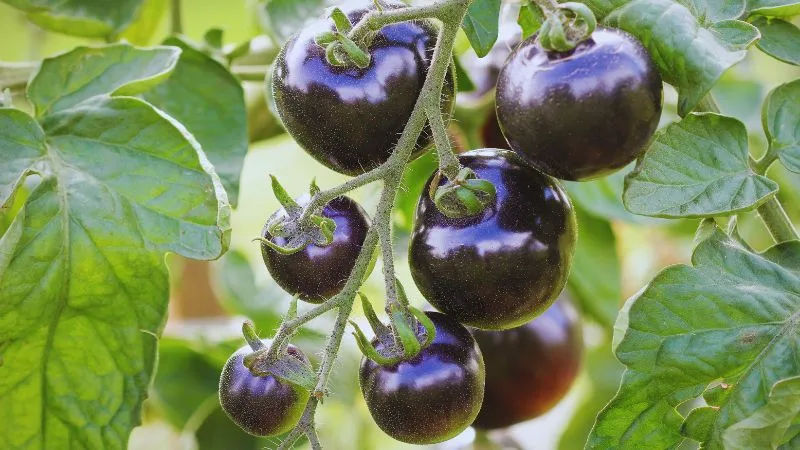 बढ़ते वजन से हैं परेशान, इस तरह से खाना शुरु करें काले टमाटर, इन 5 बीमारियों की भी कर देगा छुट्टी