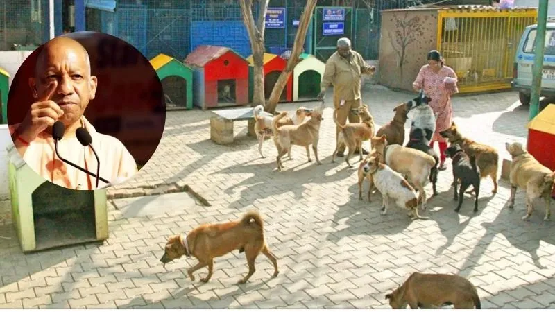 UP में बढ़ते डॉग अटैक पर CM योगी का सख्त ऐक्शन, प्रदेशभर में डॉग शेल्टर और एबीसी सेंटर के आदेश