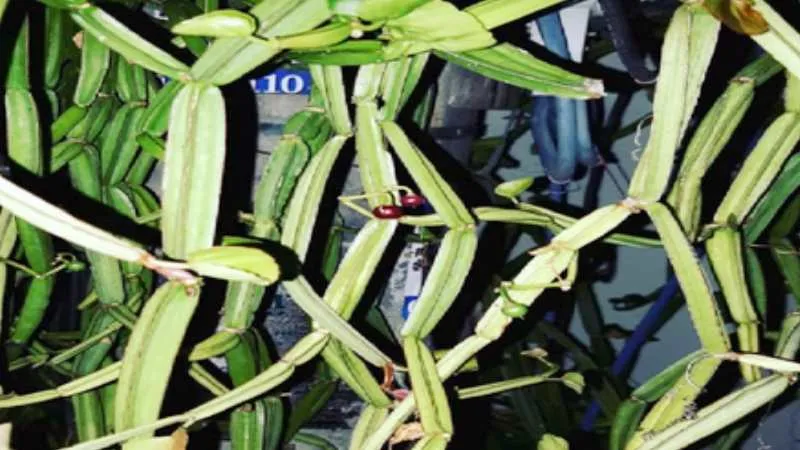 घर में उगाएं हड़जोड़, पाएं सेहत का संपूर्ण लाभ