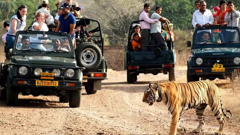 रील, फोटो, वीडियो बैन… रणथंभौर और सरिस्का में मोबाइल की 'नो एंट्री', आखिर क्यों लेना पड़ा ये फैसला