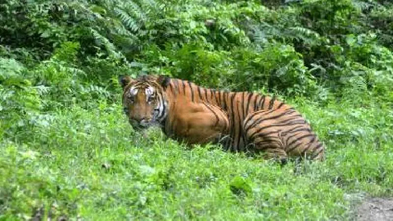 तीन गुना बाघ और सुरक्षित जंगल, असम की वन्यजीव संरक्षण सफलता