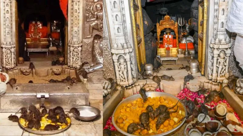 राजस्थान के इस अनोखे मंदिर में रहते हैं 25 हजार चूहे, उन्हीं का खाया जूठा प्रसाद ग्रहण करते हैं भक्त, जानें क्यों