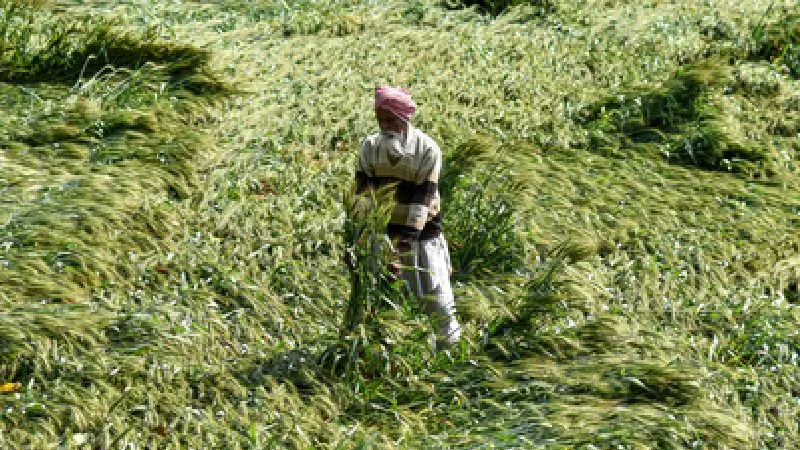 मध्य प्रदेश में अचानक मौसम बदलाव, बारिश और ओले से रबी फसलों को भारी नुकसान