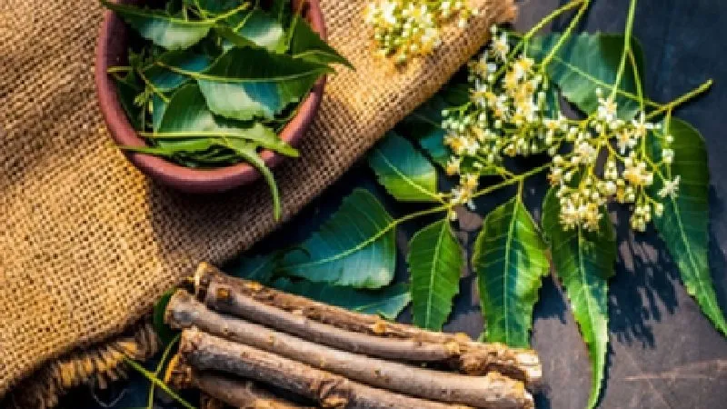 चैत्र के महीने में नीम, शुद्धि और स्वास्थ्य का प्रतीक