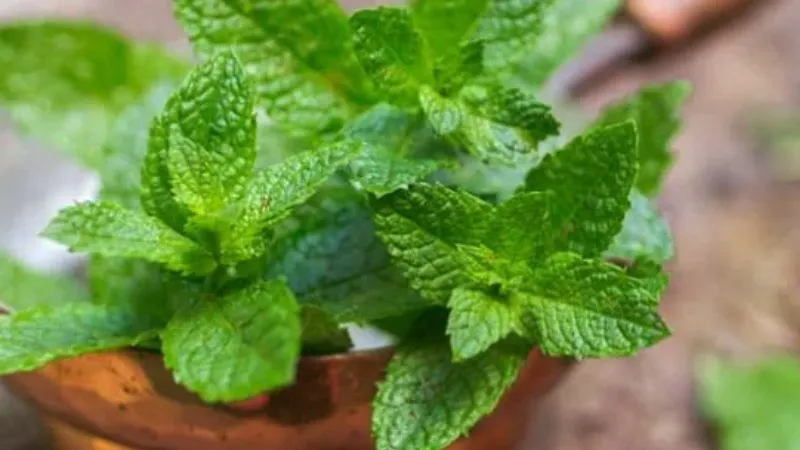 पुदीना के चमत्कारी फायदे, गर्मियों में शरीर को रखे ठंडा और स्वस्थ