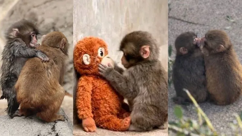 जिस ‘पंच’ का सहारा बना था सॉफ्ट टॉय, उसे मिली गर्लफ्रेंड, Video देख दिल हार बैठे लोग