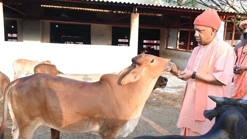 सीएम योगी ने गोशाला में की सेवा, गोवंश और मोर को खिलाई गुड़-रोटी