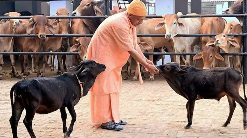 योगी सरकार का कीर्तिमान, पहली बार गो संरक्षण के लिए खर्च होंगे 2100 करोड़