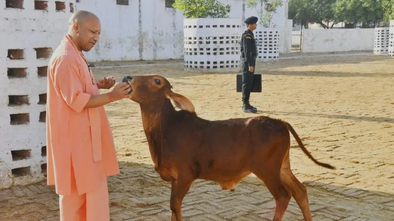 गो संरक्षण के साथ किसानों की बंपर कमाई…. योगी सरकार ने 94,000 हेक्टेयर में प्राकृतिक खेती को दिया बढ़ावा