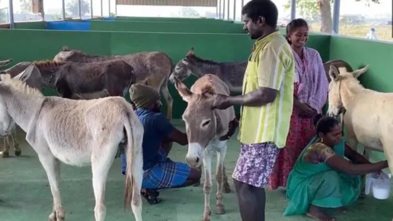 अब नौकरी छोड़कर गधे पालिए, सरकार दे रही 50 लाख रुपये की सब्सिडी!