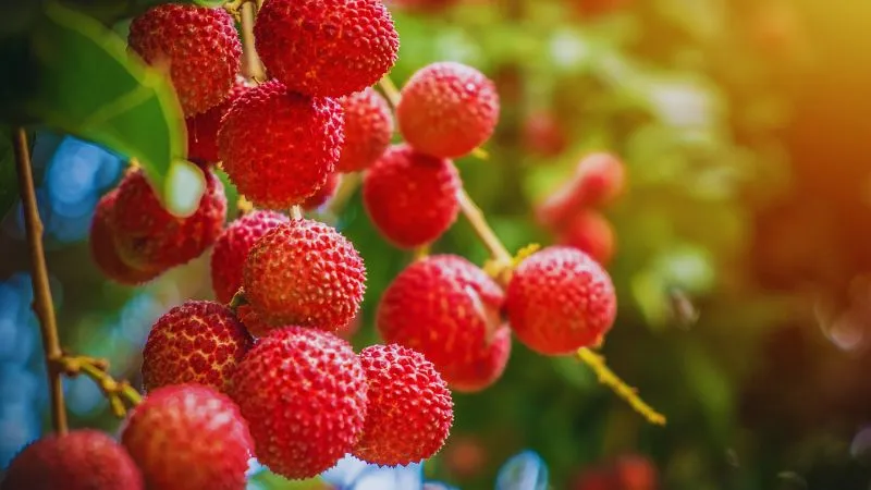 चमकदार लाल छिलके वाले ये फल, बढ़ती उम्र पर लगाएगा लगाम, अगर गर्मियों में इस तरह से करेंगे सेवन