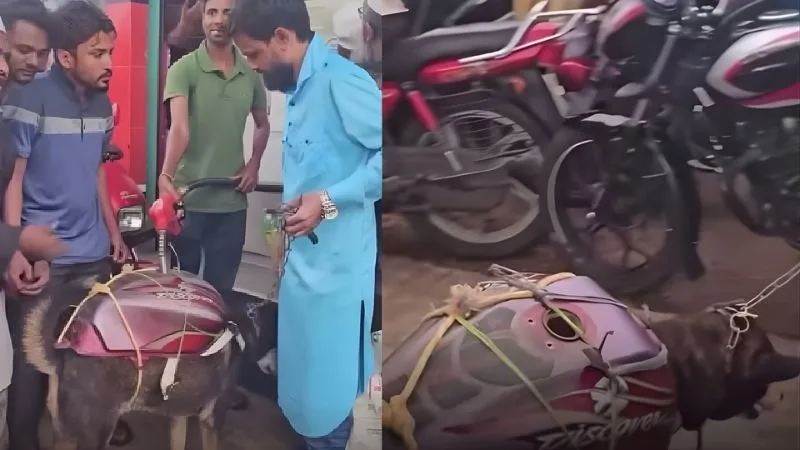 तेल के लिए गजब का खेल... कुत्ते की पीठ पर टंकी बांधकर पेट्रोल भरवाने पहुंचा शख्स, VIDEO देख रह जाएंगे हैरान