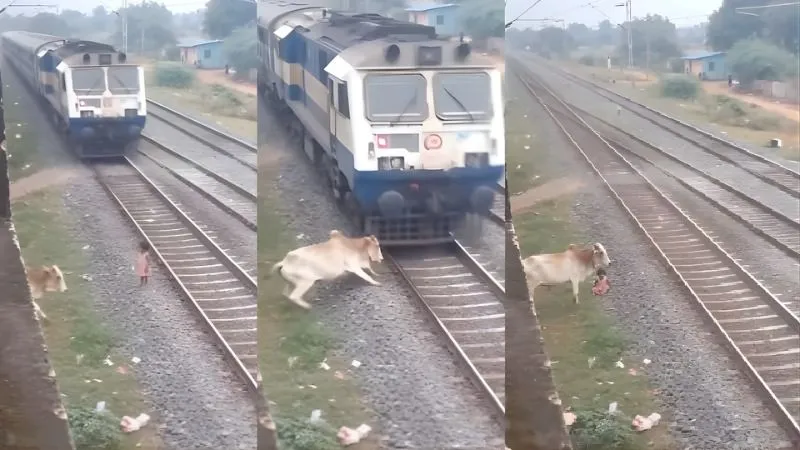 तेज रफ्तार ट्रेन की चपेट में आने वाली थी मासूम, आखिरी पल में गाय ने ऐसे बचाई जान; Video Viral