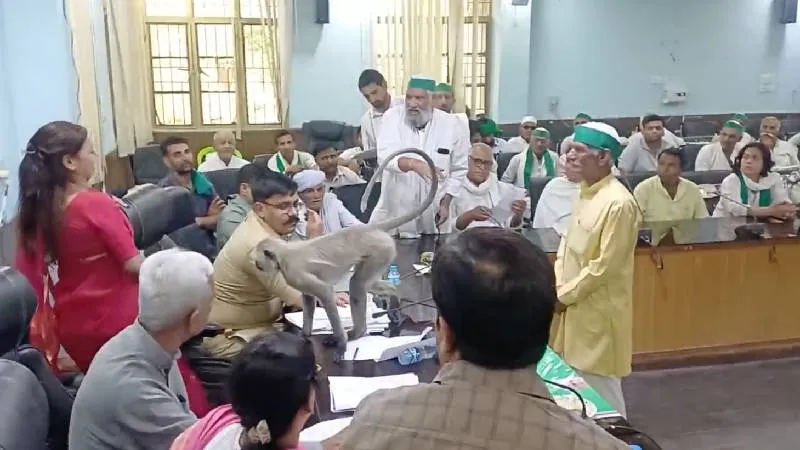 बागपत में किसान दिवस की बैठक में ‘मटरू’ लंगूर की एंट्री, कुर्सी छोड़कर DM बोली- इधर बैठ जाओ, Video हुआ Viral