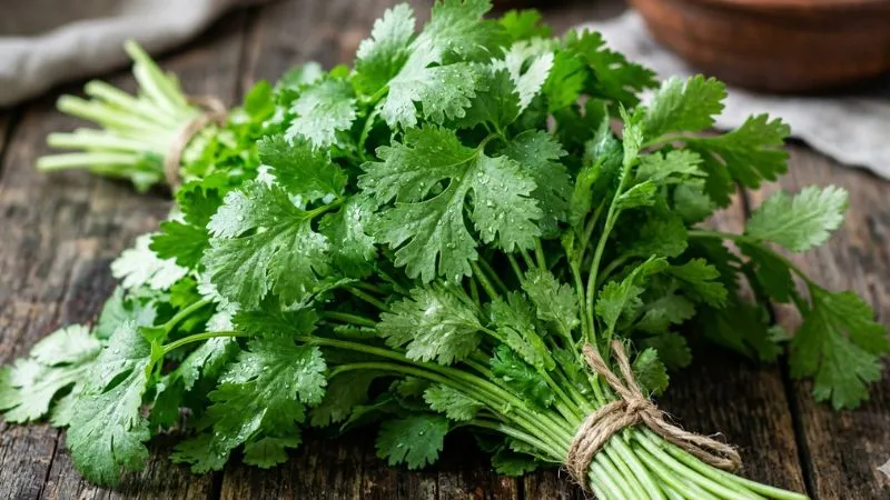 क्या आप भी पकाकर खाते हैं धनिया? इससे नष्ट हो जाते हैं इसके सारे गुण! जानिए खाने का सही तरीका