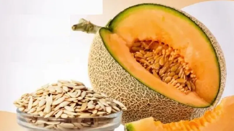 हाई ब्लड प्रेशर से राहत तक, क्यों जरूरी हैं खरबूजे के बीज?