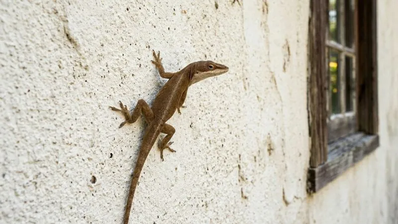 घर में छिपकलियों के आने से हैं परेशान? ये 4 पौधे हैं सबसे सरल समाधान!