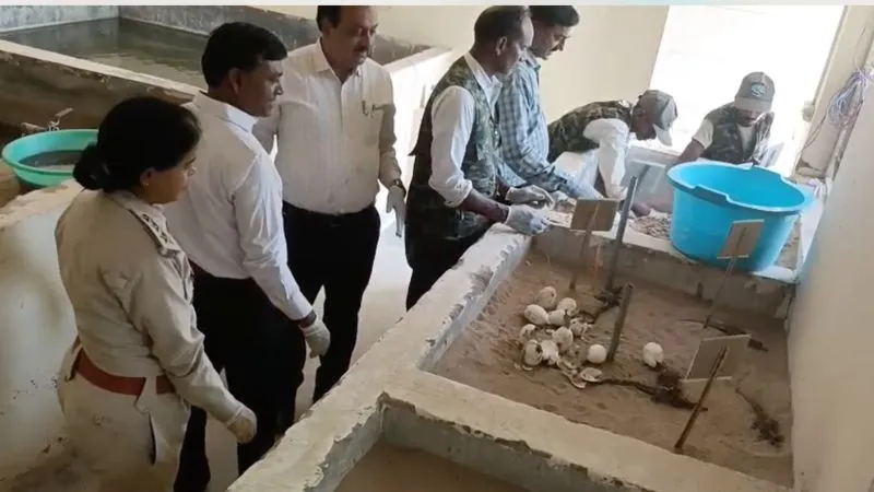 चंबल से आई खुशखबरी… समय से पहले घड़ियालों के 70 शावकों ने लिया जन्म, देवरी हैचरी सेंटर लाए गए थे 200 अंडे