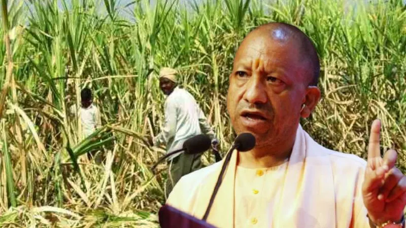 महाराष्ट्र व कर्नाटक से भी आगे निकला उत्तर प्रदेश, गन्ना किसानों को किया 3.22 लाख करोड़ रुपये से अधिक का भुगतान