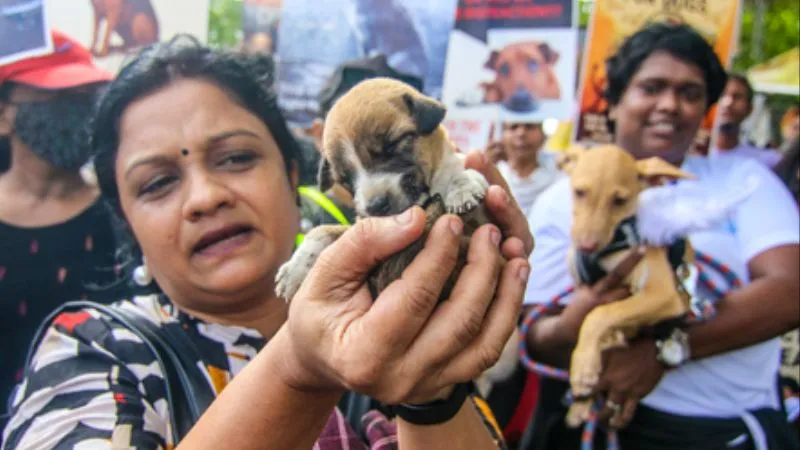 आवारा कुत्तों को लगेगा ‘मौत का इंजेक्शन’… सुप्रीम कोर्ट का बड़ा फैसला, डॉग लवर्स और NGO को झटका