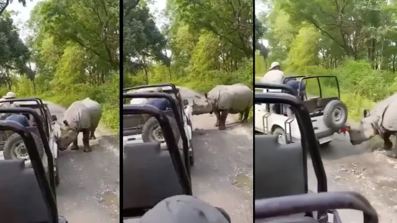 असम में सफारी के दौरान मौत से सामना! विशालकाय गैंडे ने पर्यटकों से भरी जीप पर किया हमला, VIDEO वायरल