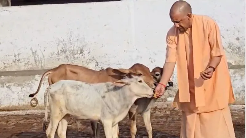 कड़ा कानून, गोतस्करों पर ताबड़तोड़ एक्शन… 9 साल में UP में कैसे बदली गो संरक्षण की तस्वीर, देखें आंकड़े