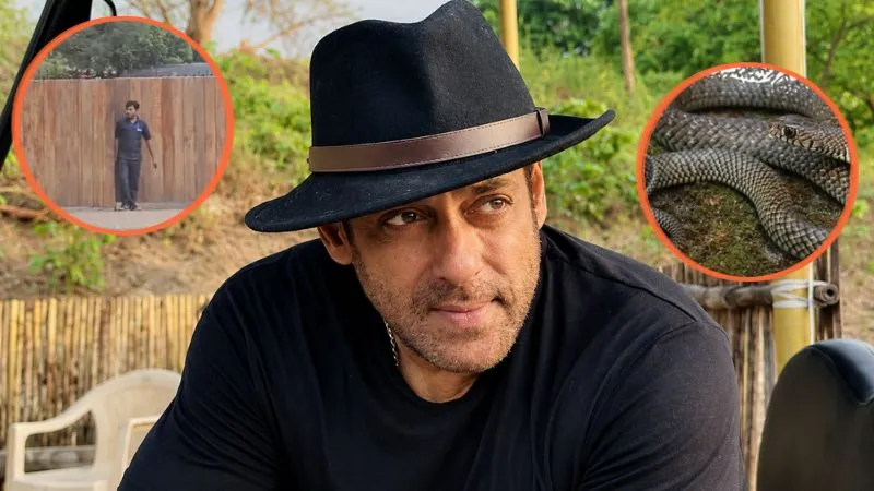 सलमान खान के गैलेक्सी अपार्टमेंट में मिला 5 फुट लंबा 'धामन', जानें इस सांप को क्यों कहा जाता है 'घोड़ा पछाड़'