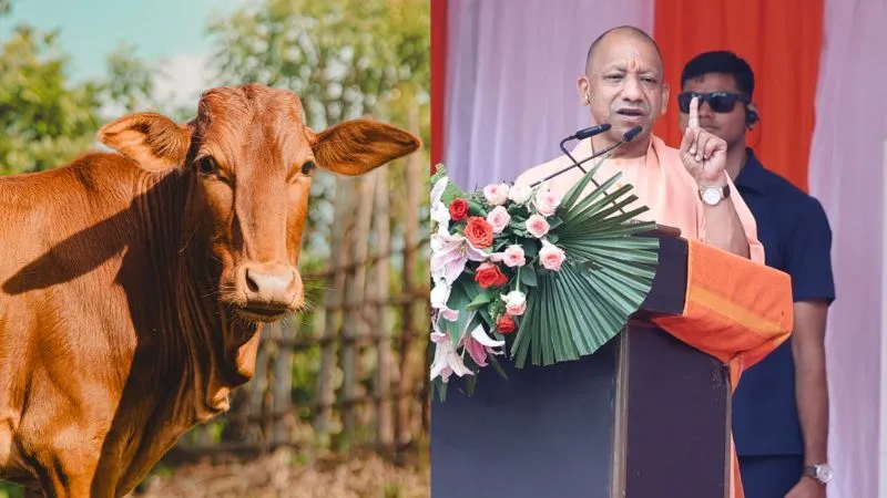 देसी गायों के दुग्ध उत्पाद के मामले में UP बना देश का 'धुरंधर', अब सेना को सप्लाई की जाएगी विशेष डेयरी उत्पाद Skyrrup