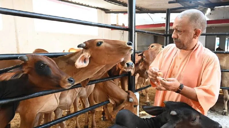 "गाय को कटने नहीं देंगे", बेसहारा छोड़ने वालों को योगी की फटकार, कहा- गोमाता की रक्षा हमारा संस्कार है