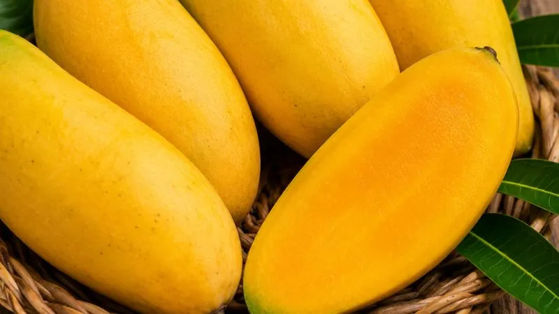 कैसे पहचाने असली दशहरी आम? इन बातों का ध्यान रखें और केमिकल वाला आम खाने से बचें