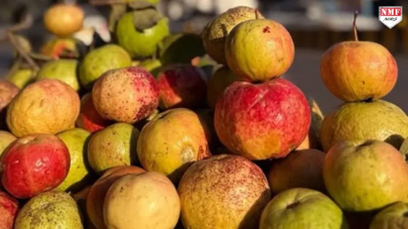 क्या मॉनसून में अमरूद खाना हो सकता है सुरक्षित? जानिए इसके फायदे, नुकसान और खाने की सही टाइमिंग