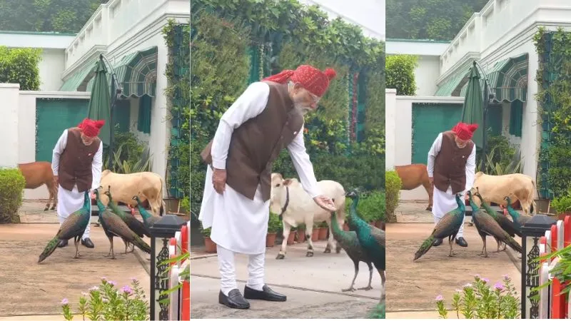 गाय को चारा खिलाया और मोर को दाना, इंस्टाग्राम पर PM मोदी ने शेयर किया नया वीडियो, बोले- ये मेरी दैनिक दिनचर्या