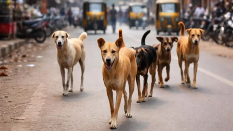 Dog Surgery Viral Video: 220 करोड़ खर्च कर युवक बना ‘कुत्ता’? वीडियो ने मचाई सनसनी