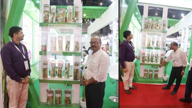 योगी सरकार के प्रयास से गन्ने की खेती में बढ़ेगी ‘मिठास’, 100 टन प्रति हेक्टेयर तक उपज देंगी चार नई किस्में