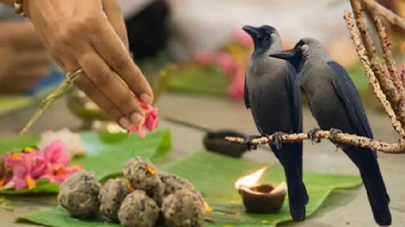 पितृ पक्ष में कौवों को ही क्यों खिलाया जाता है श्राद्ध का भोजन? जानें धार्मिक मान्यता और पौराणिक कथा