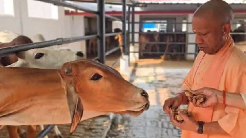 गोशालाओं में हो सकेंगे मांगलिक कार्यक्रम, गो-पर्यटन से गांवों को मिलेगा कमाई का नया रास्ता