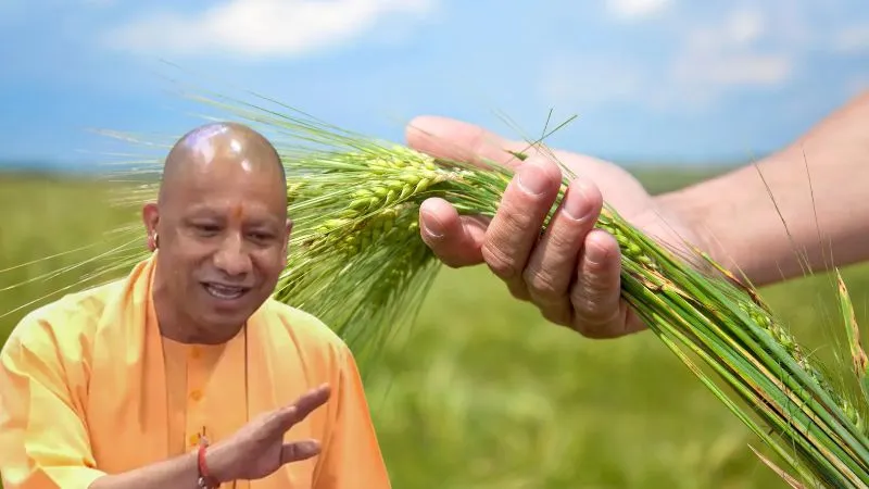 पूर्वी UP, लखनऊ- रायबरेली और उन्नाव में पहली नवंबर से होगी धान खरीद, तेजी से पंजीकरण करा रहे किसान