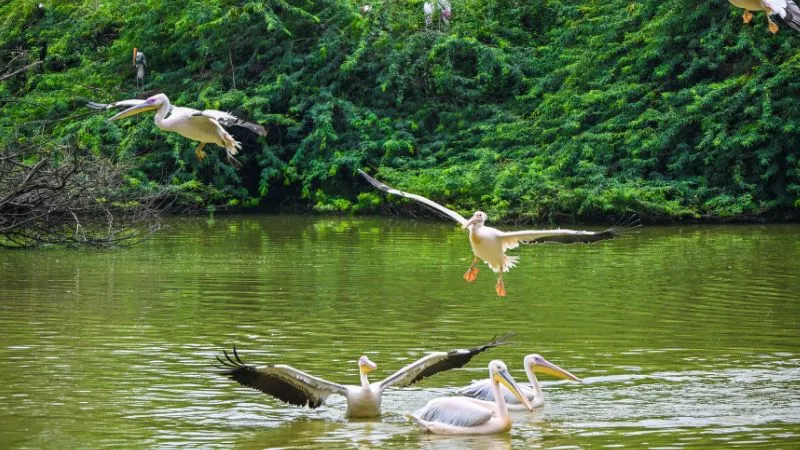 योगी सरकार की पहल, 2 से 8 अक्टूबर तक पर्यावरण संरक्षण पर होंगे कार्यक्रम, ‘वन्यजीव के संसार’ में बच्चे भरेंगे रंग