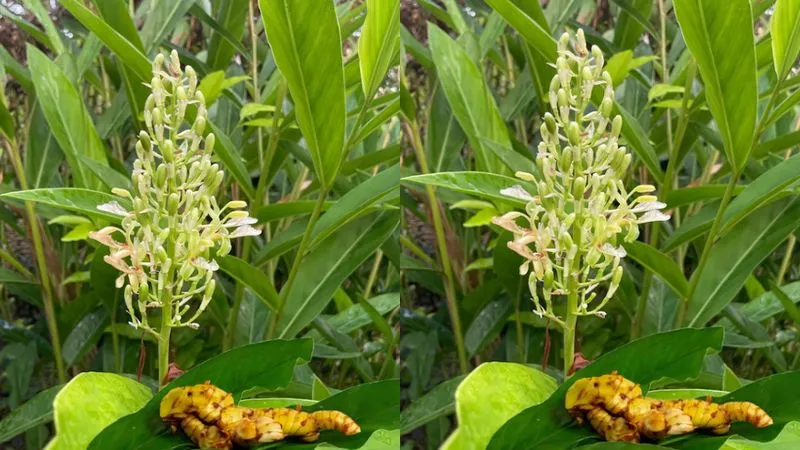 अदरक जैसा दिखने वाला ये पौधा, सर्दी-जुकाम का जड़ से कर देगा सफाया, बस जान लें कैसे करें इसका सेवन