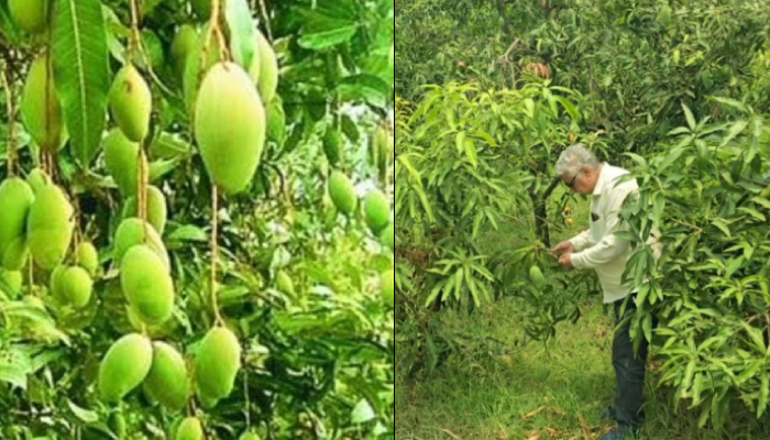 उत्तराखंड के किसान ने खास तकनीक से उगाए आम, मुनाफा हुआ तीन गुना