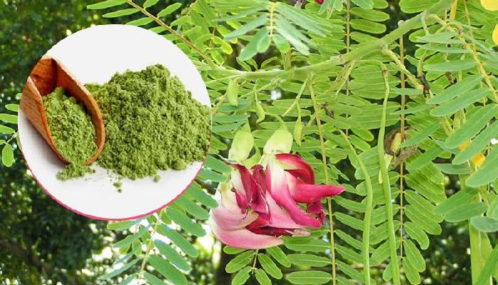 ‘अगस्त्य के पेड़’ के रामबाण इलाज, संजीवनी बूटी से कम नहीं !