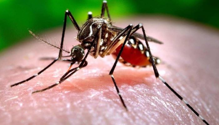 आज के दिन मनाया जाता है राष्ट्रीय डेंगू दिवस...जानें डेंगू से बचने के उपाय